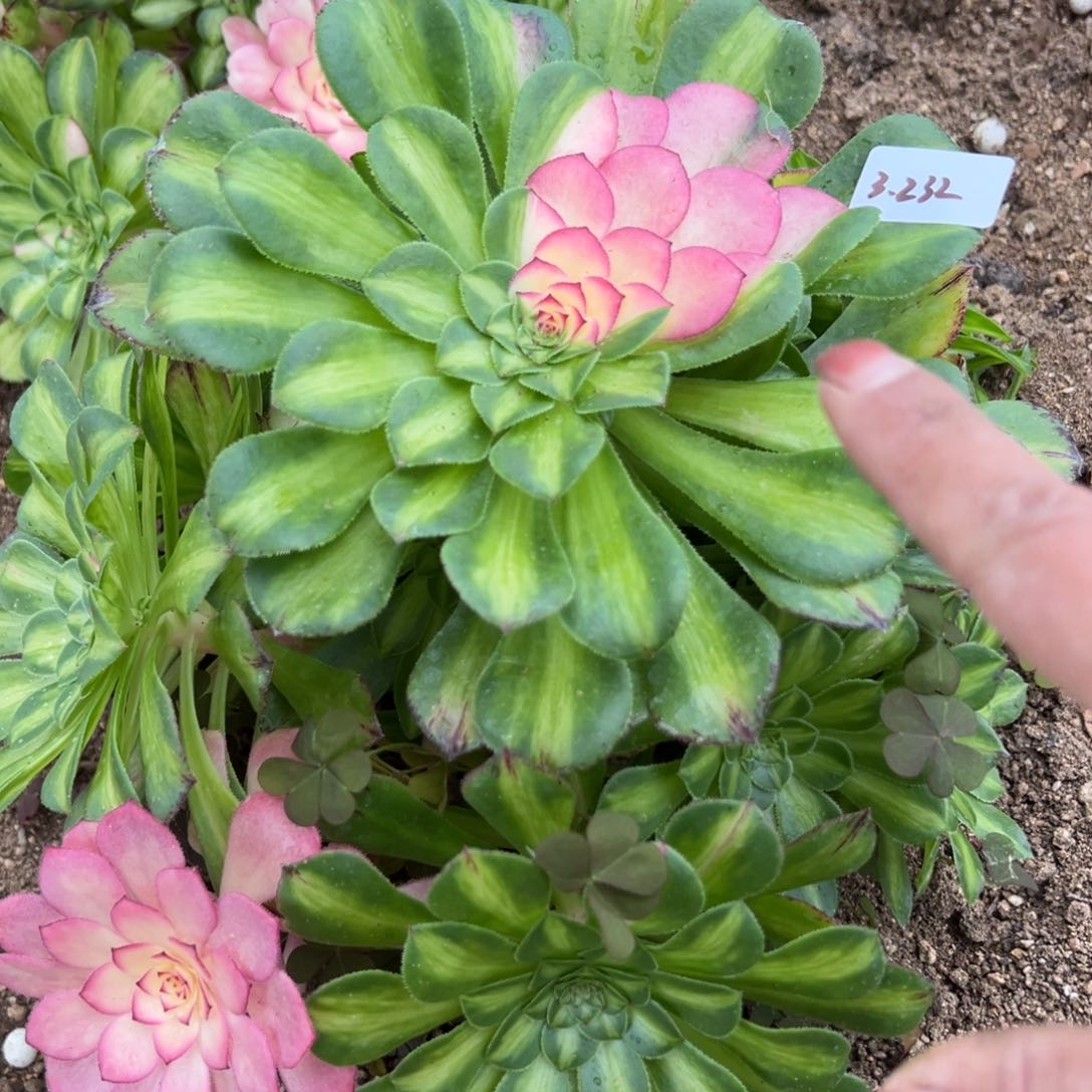 232知否多肉植物一