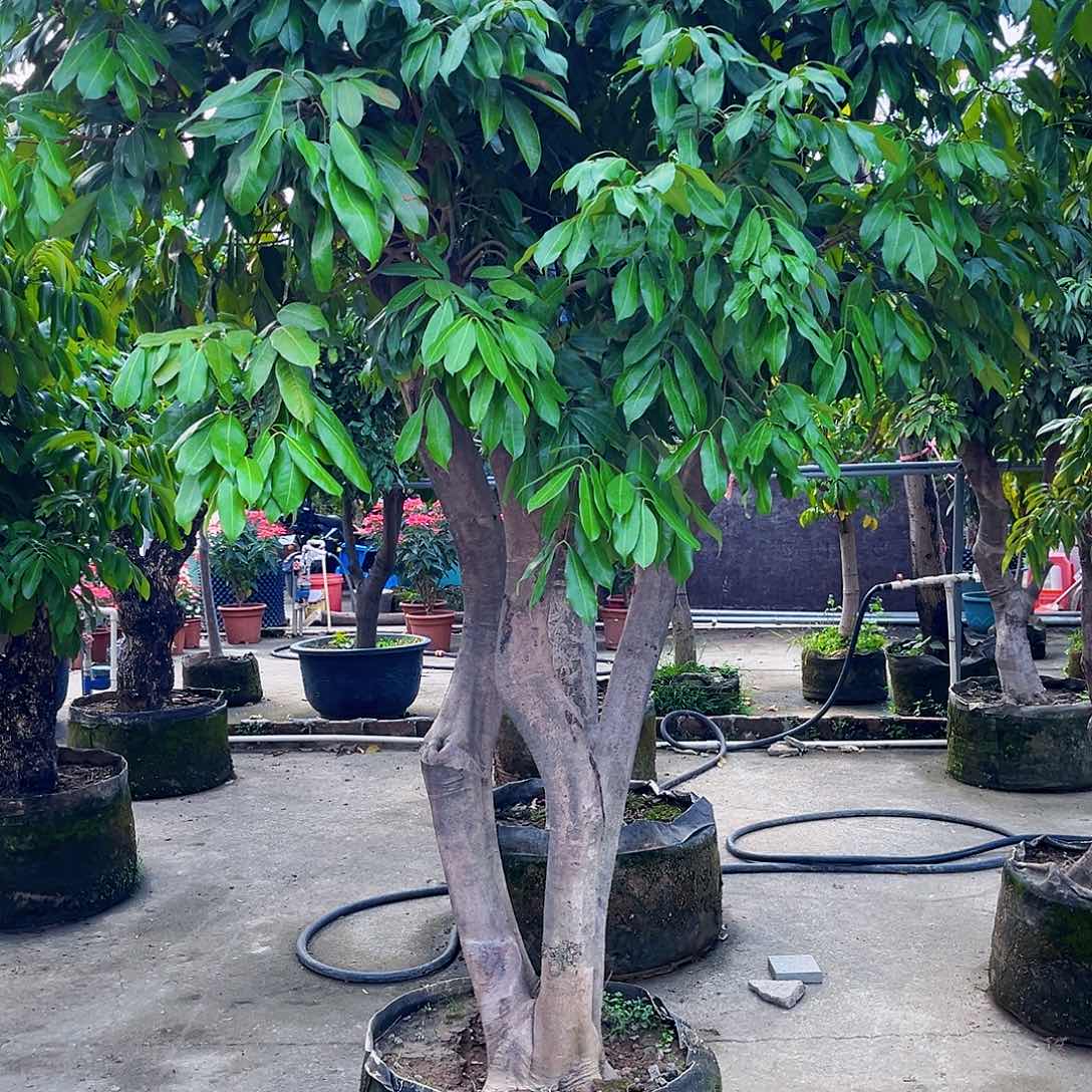 ＠***梦无花朵2468996447898532689999