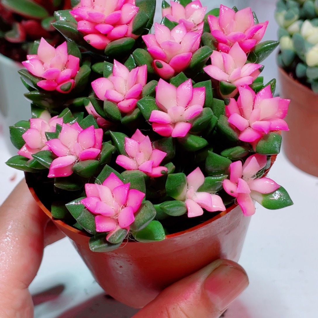 鸿运当头凑单凑满9.9包邮