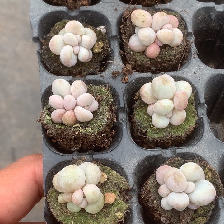 蛋黄双。（满9.99包邮不满9.99发叶子）