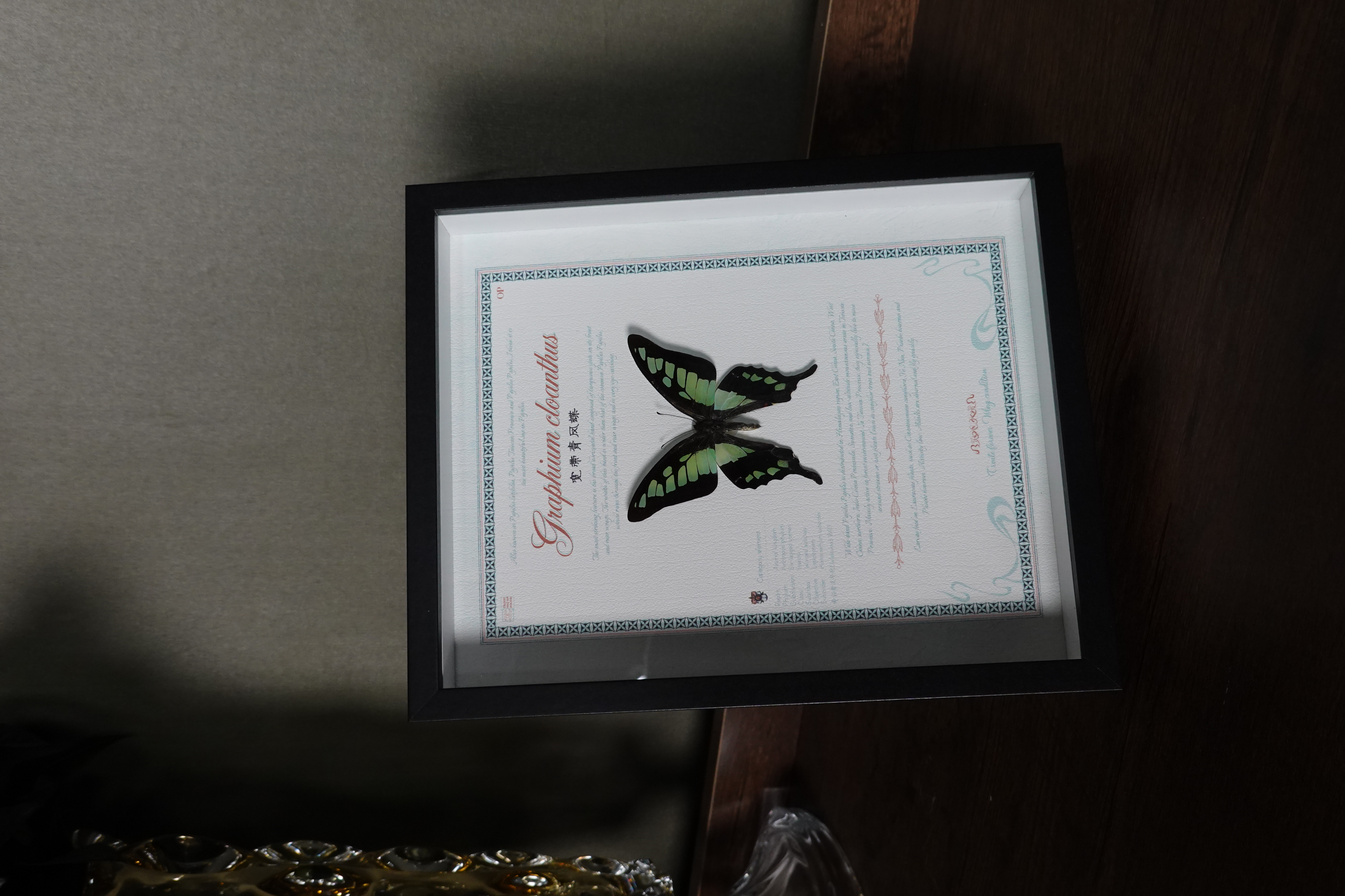 宽带青凤碟永生花框竞拍