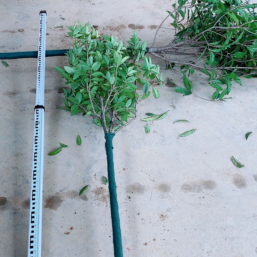 大***C完全开放3/4左右丹桂