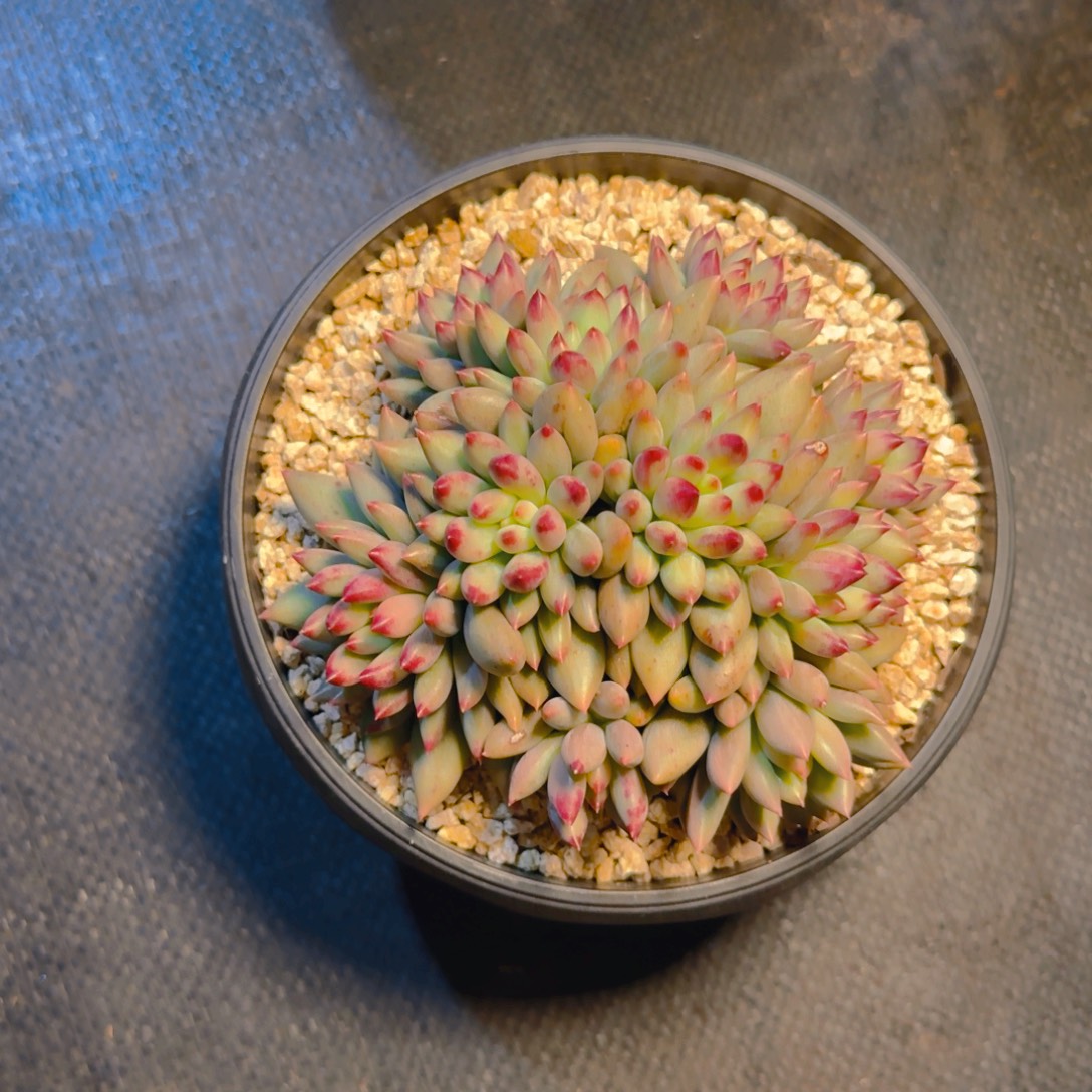 二代鱼多肉224699