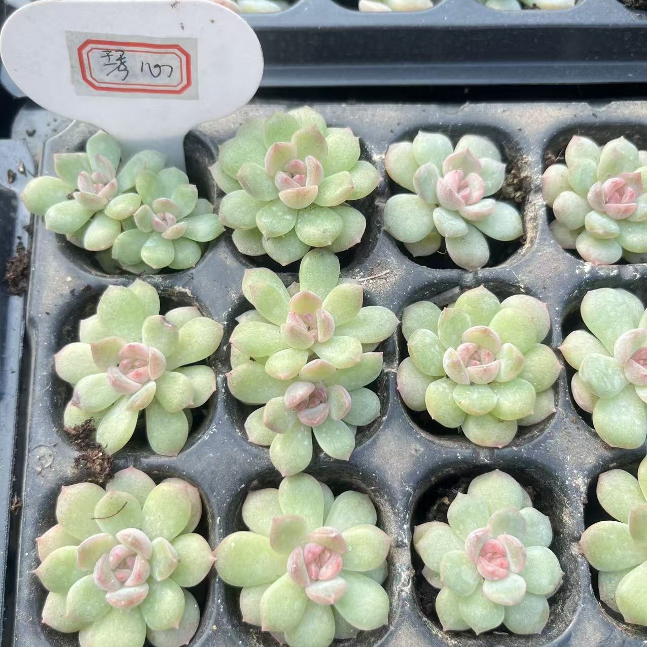 琴心 量拍混发 满9.9包邮