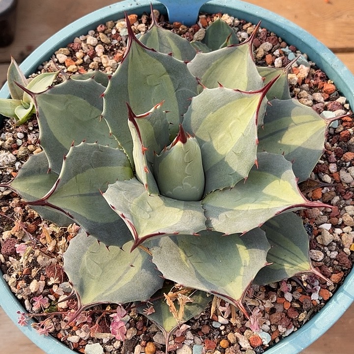 喜欢多肉高级灰浅中斑