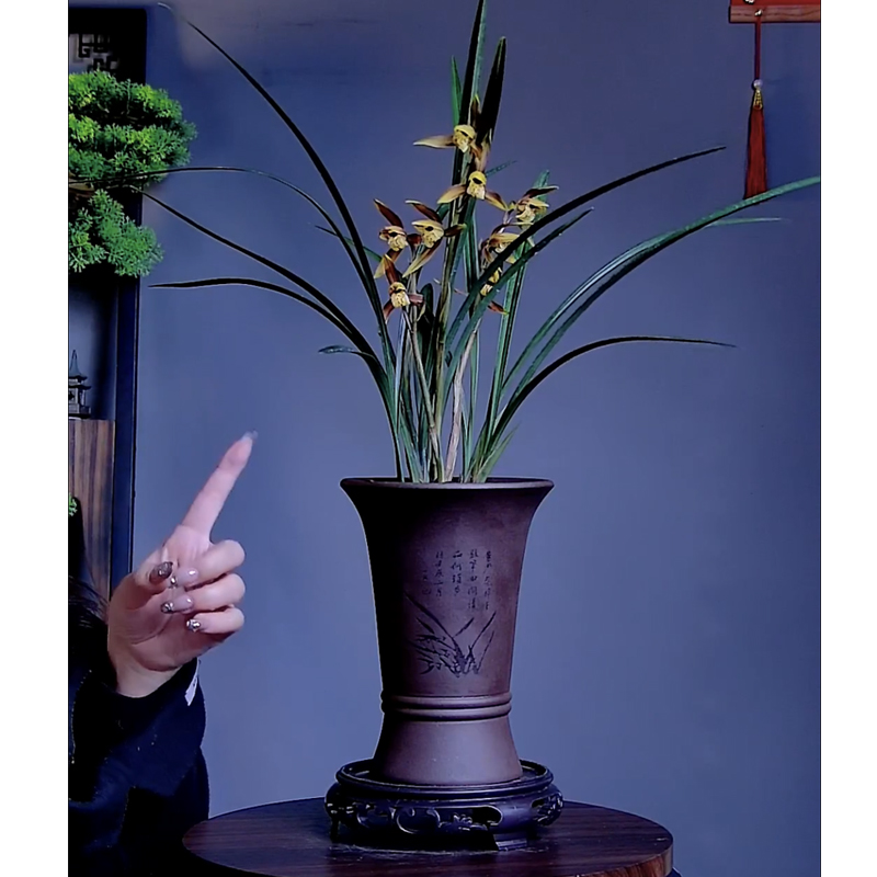 浓香寒兰【金鹤】兰花四季浓香带紫砂盆栽好养花卉绿植办公雅致兰草