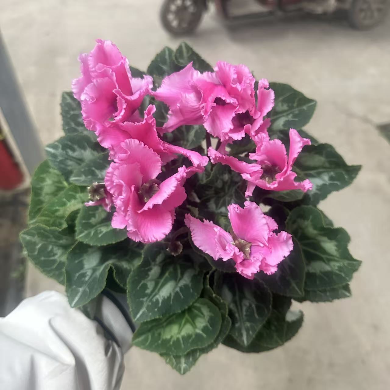 【胖胖】 皱边粉色~F1代大花仙客来带花带花苞发货