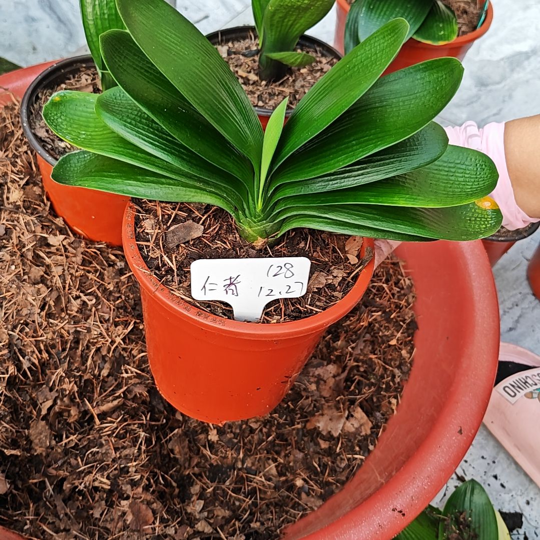 完全开放君子兰精品三年