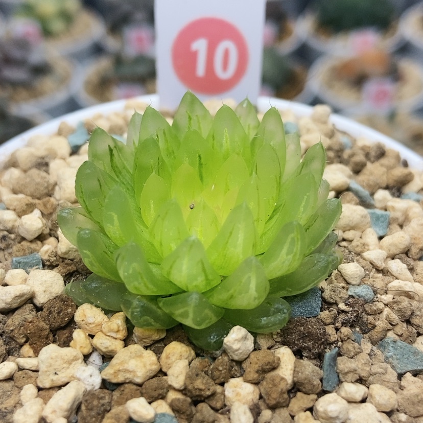 【闪购商品】10冰晶