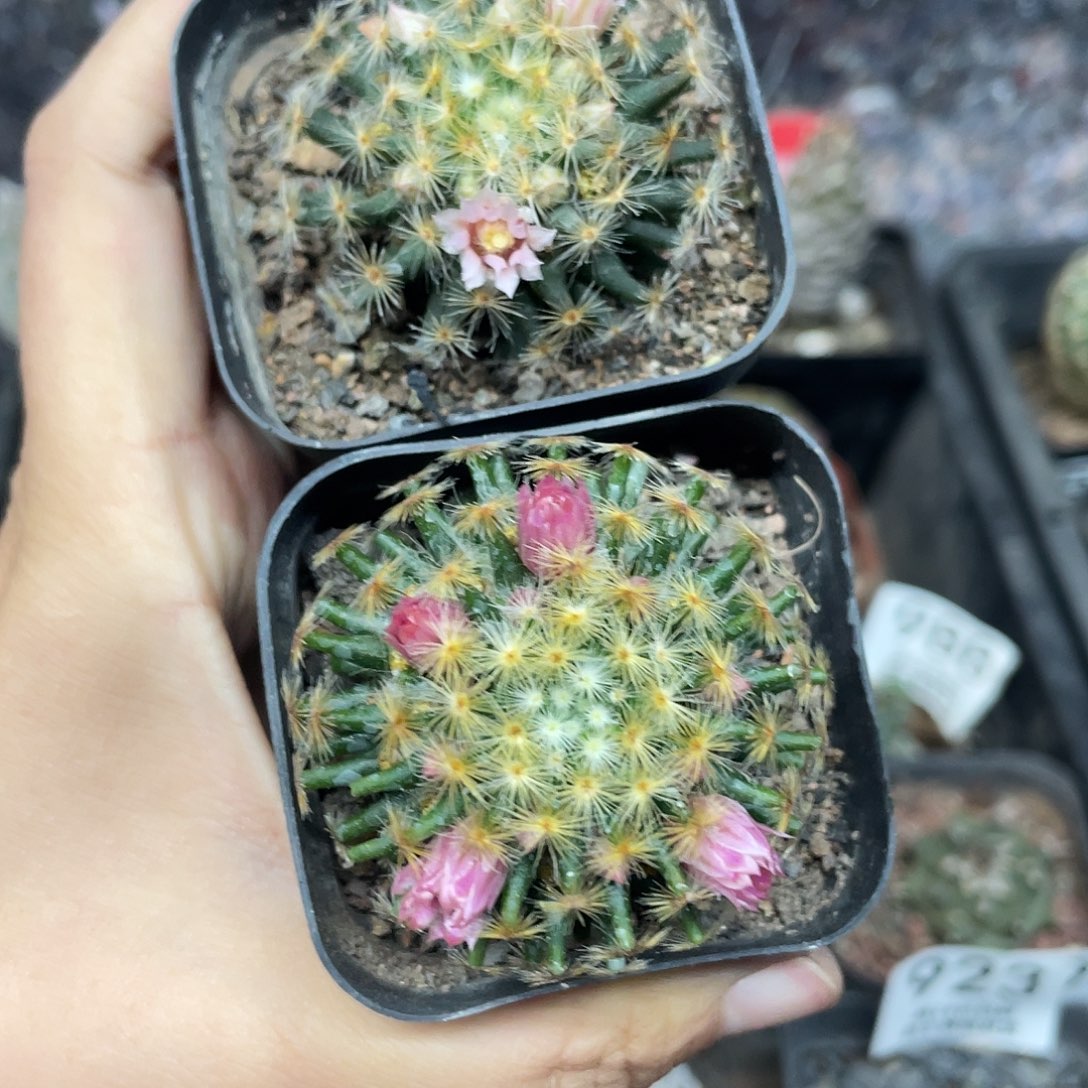 明星一组2颗（满18元包邮）