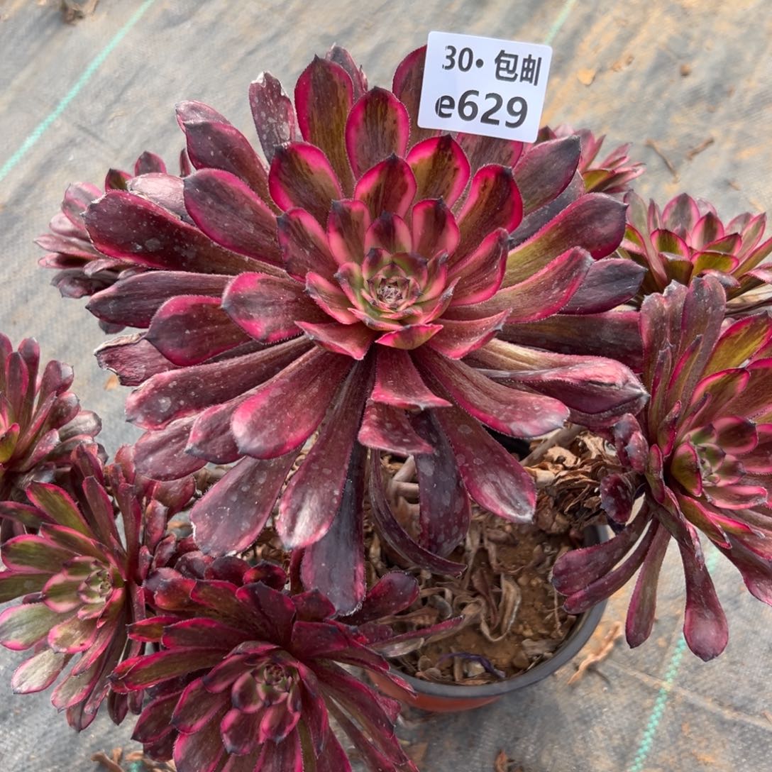 629红金刚多肉法师