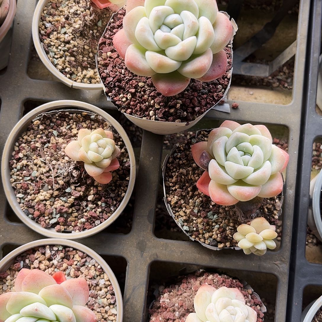 海***欧145多肉植物提取萃取剂