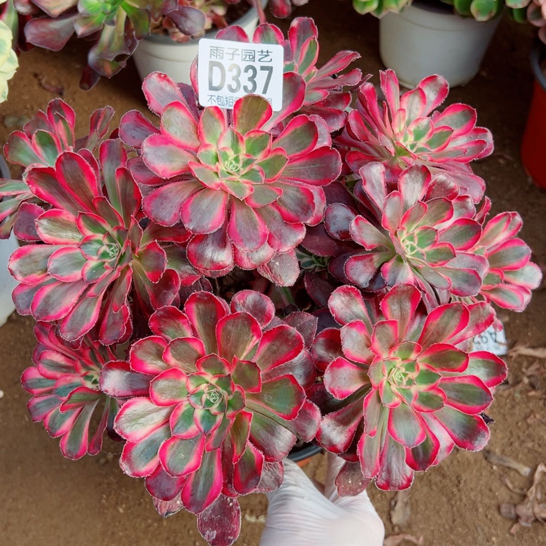 337丽娜雨子多肉植物