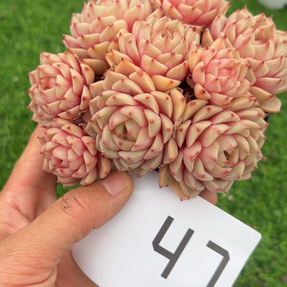 天***F47、发风风光光哥哥哥哥