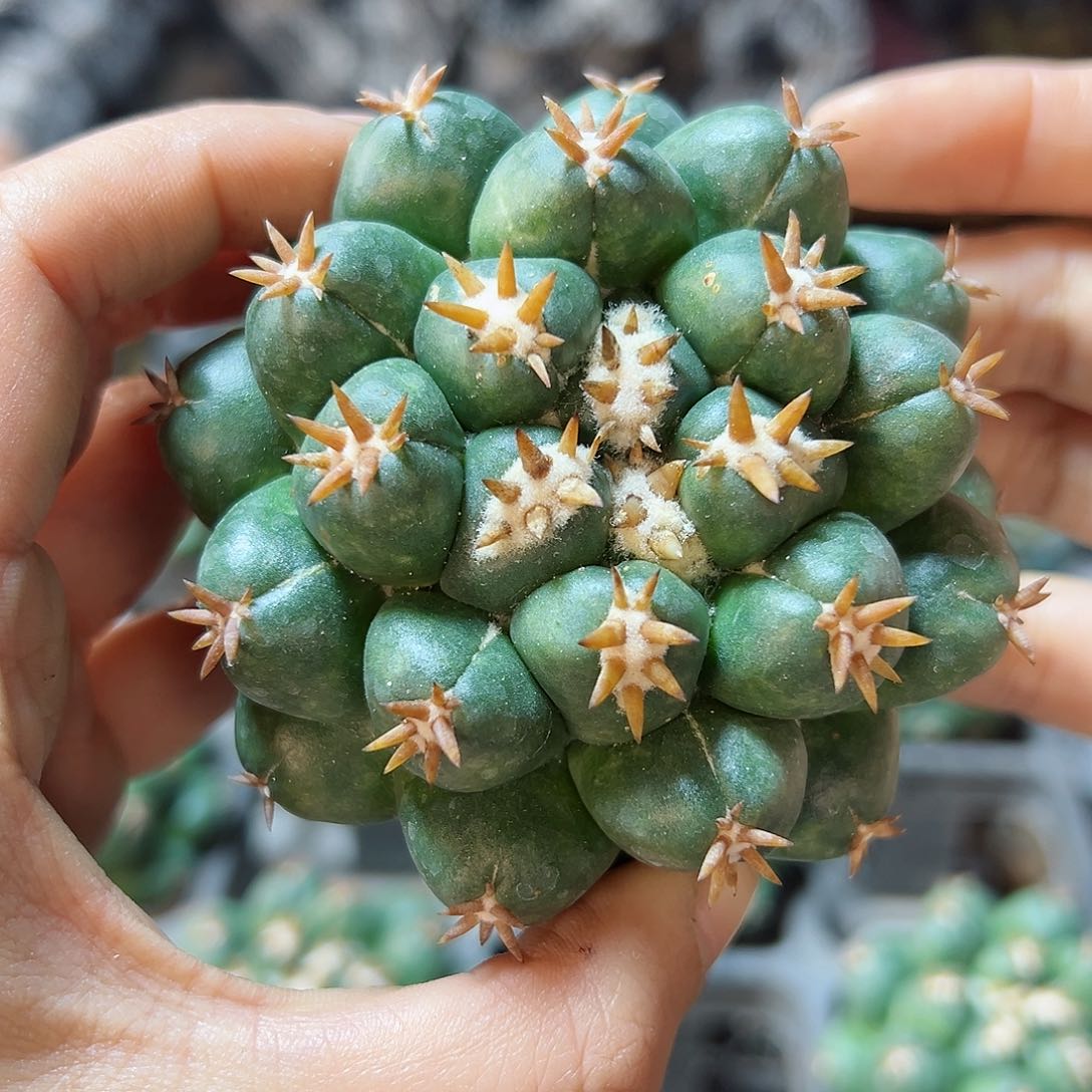 自根短豪刺獠牙7公分