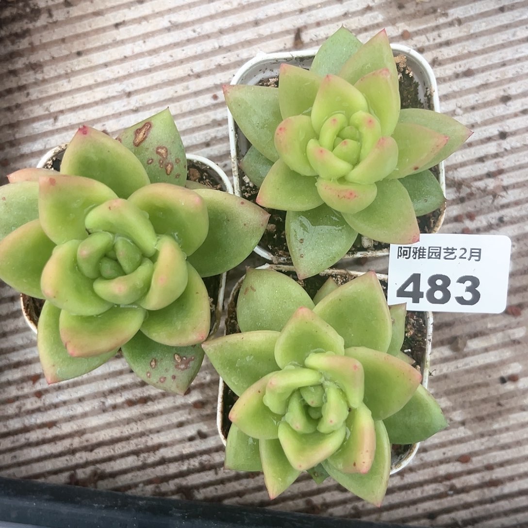 阿雅园艺。        483