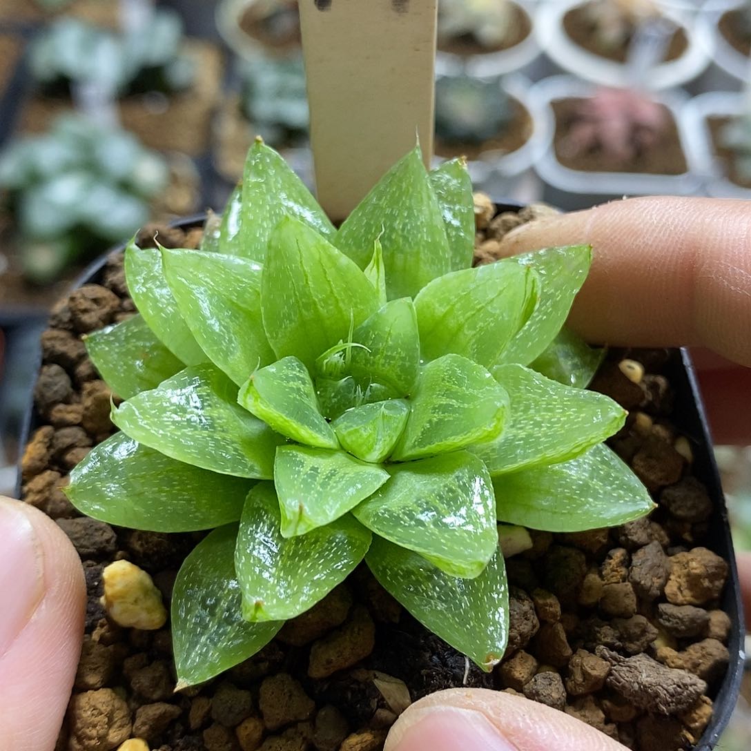 109雪花寿十二卷多肉