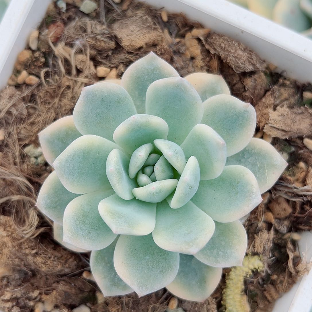 橙梦露锦，覆轮锦