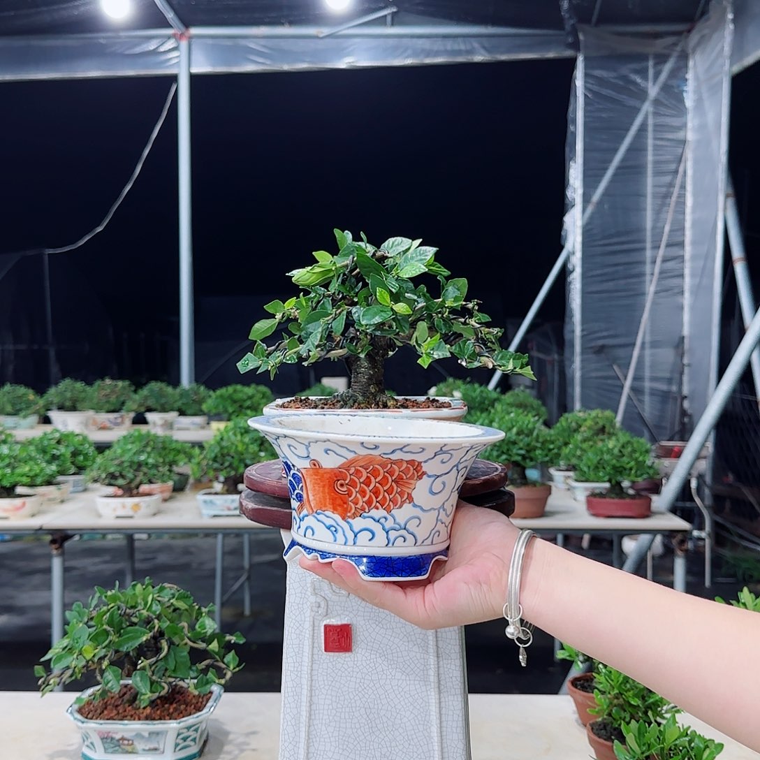 完全开放木**森法莲