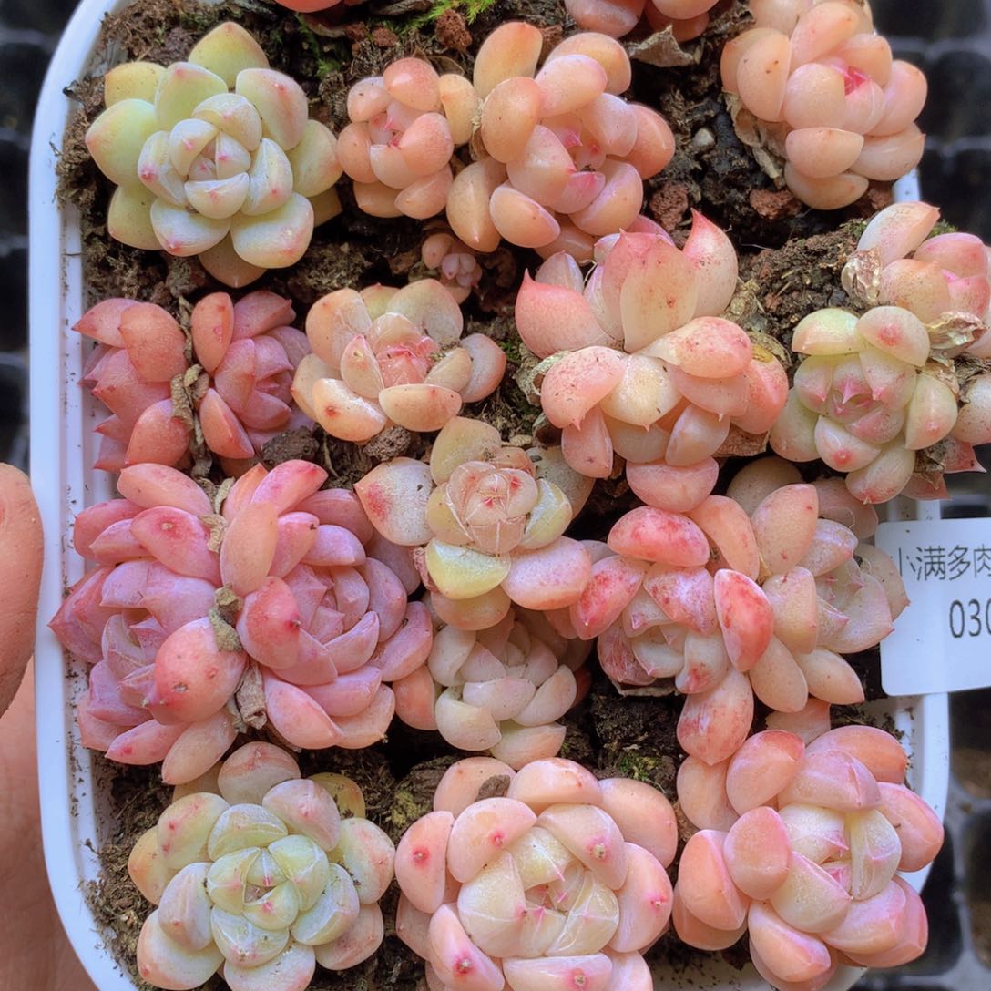 我也不知道我为什么要030