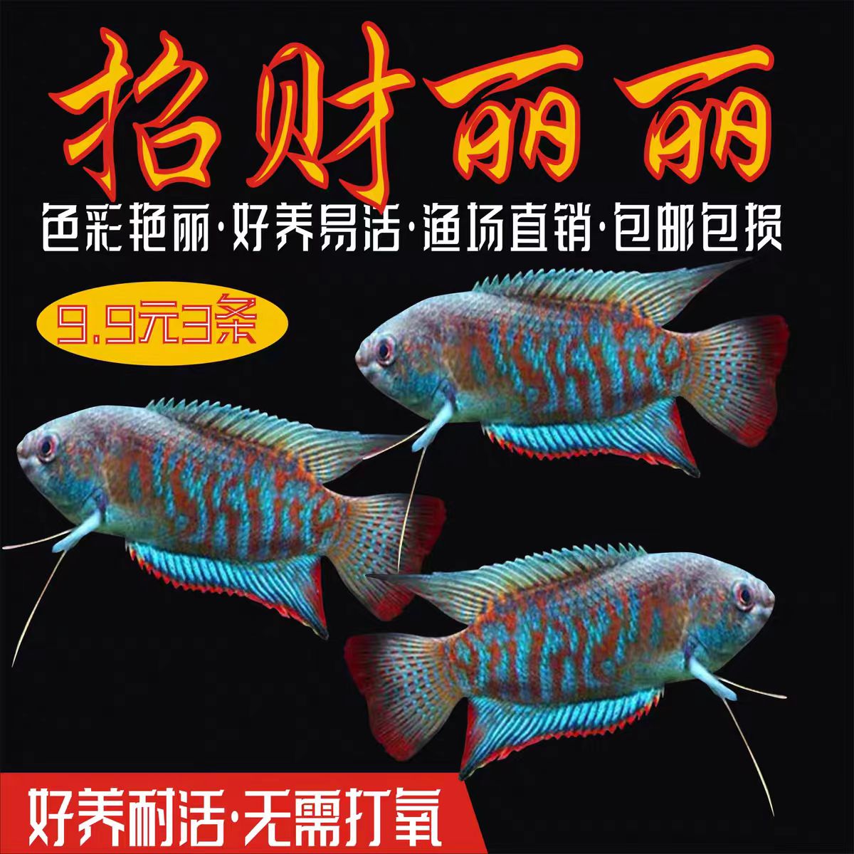 招财丽丽热带冷水小型淡水鱼新手好养耐活不打氧桌面水景鱼观赏鱼