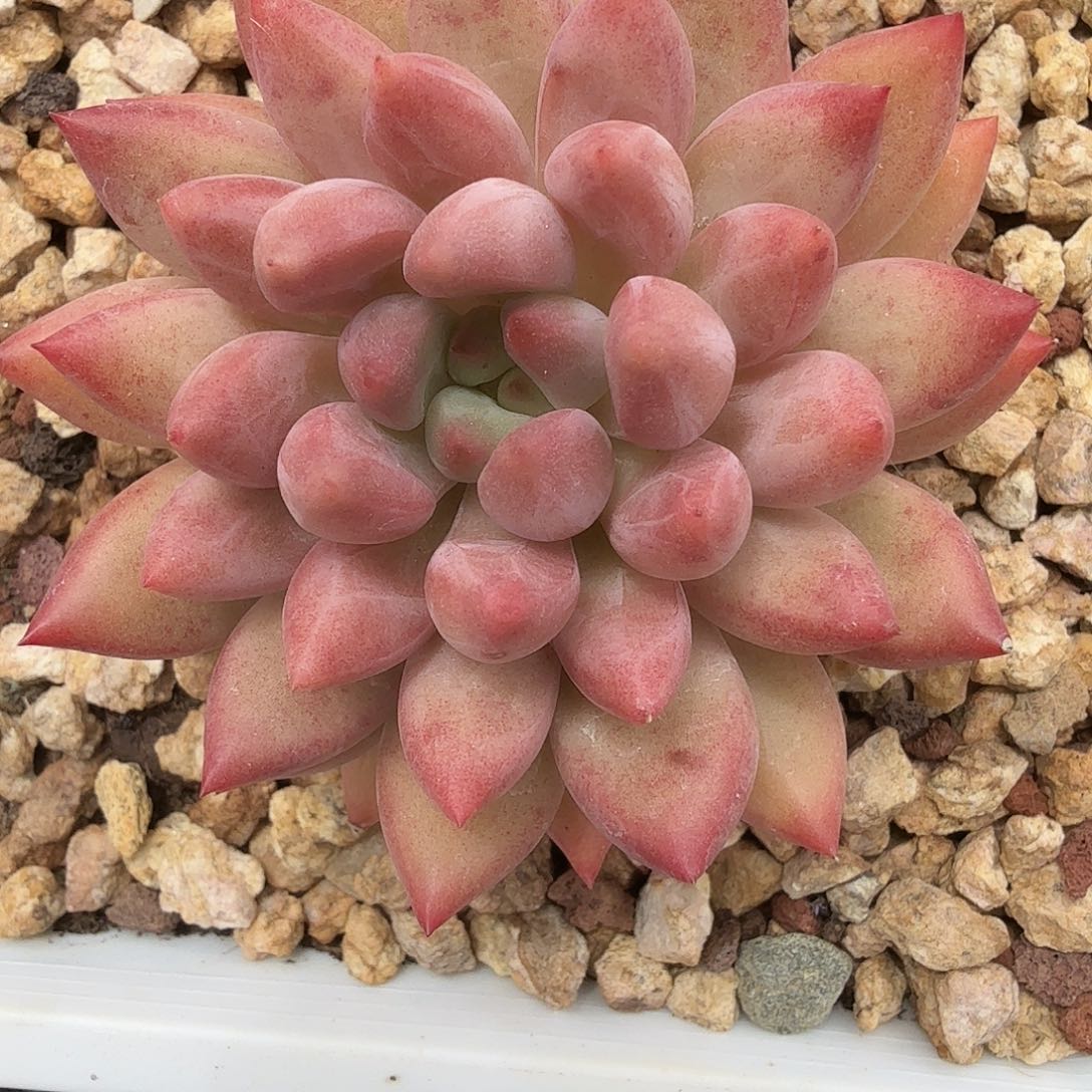 黄体虞美人美美美美人