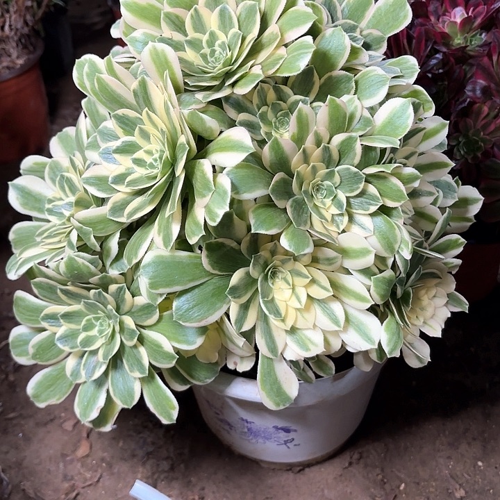多肉植物迈巴赫41