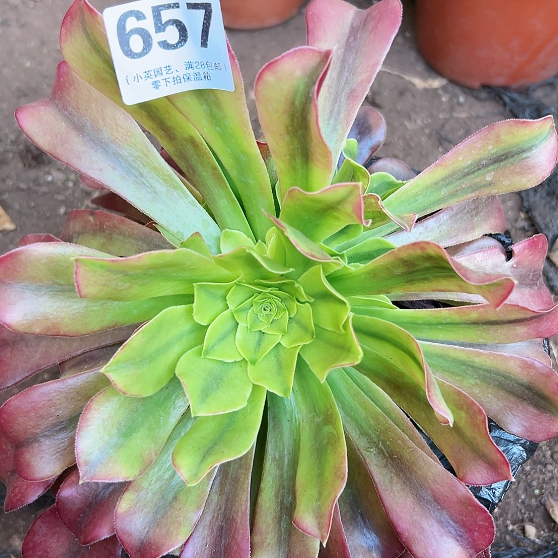 多肉植物多肉植物657