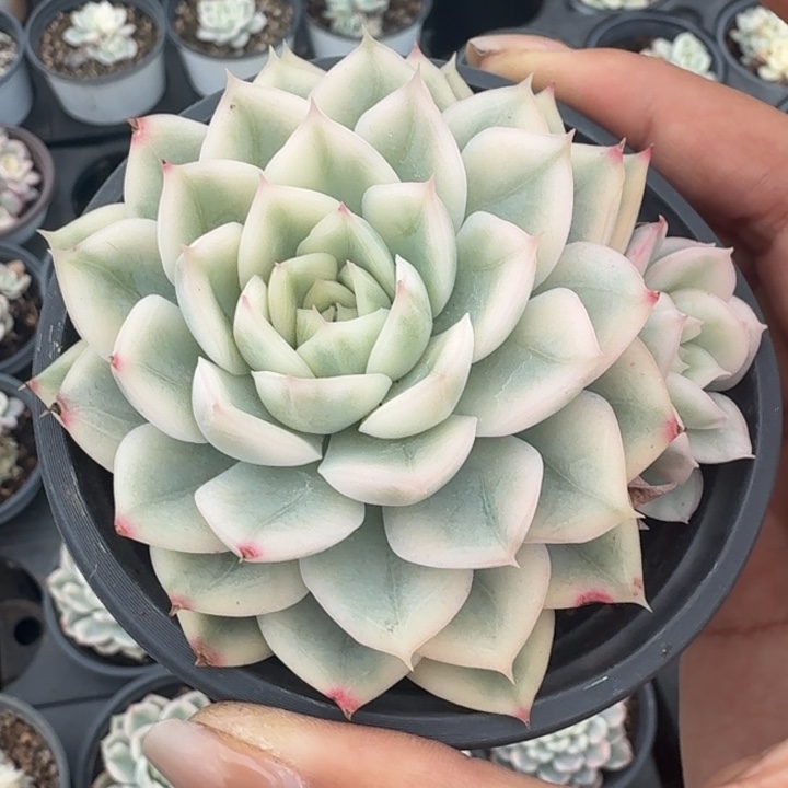 月亮仙子锦带侧芽腹轮锦