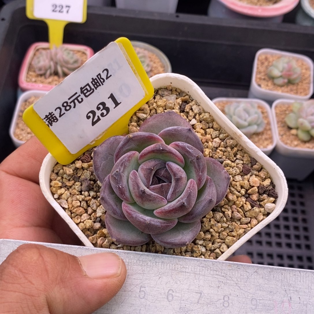 2231精控黑橙子多肉植物