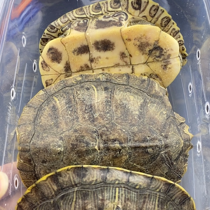 巴西彩龟母66666666