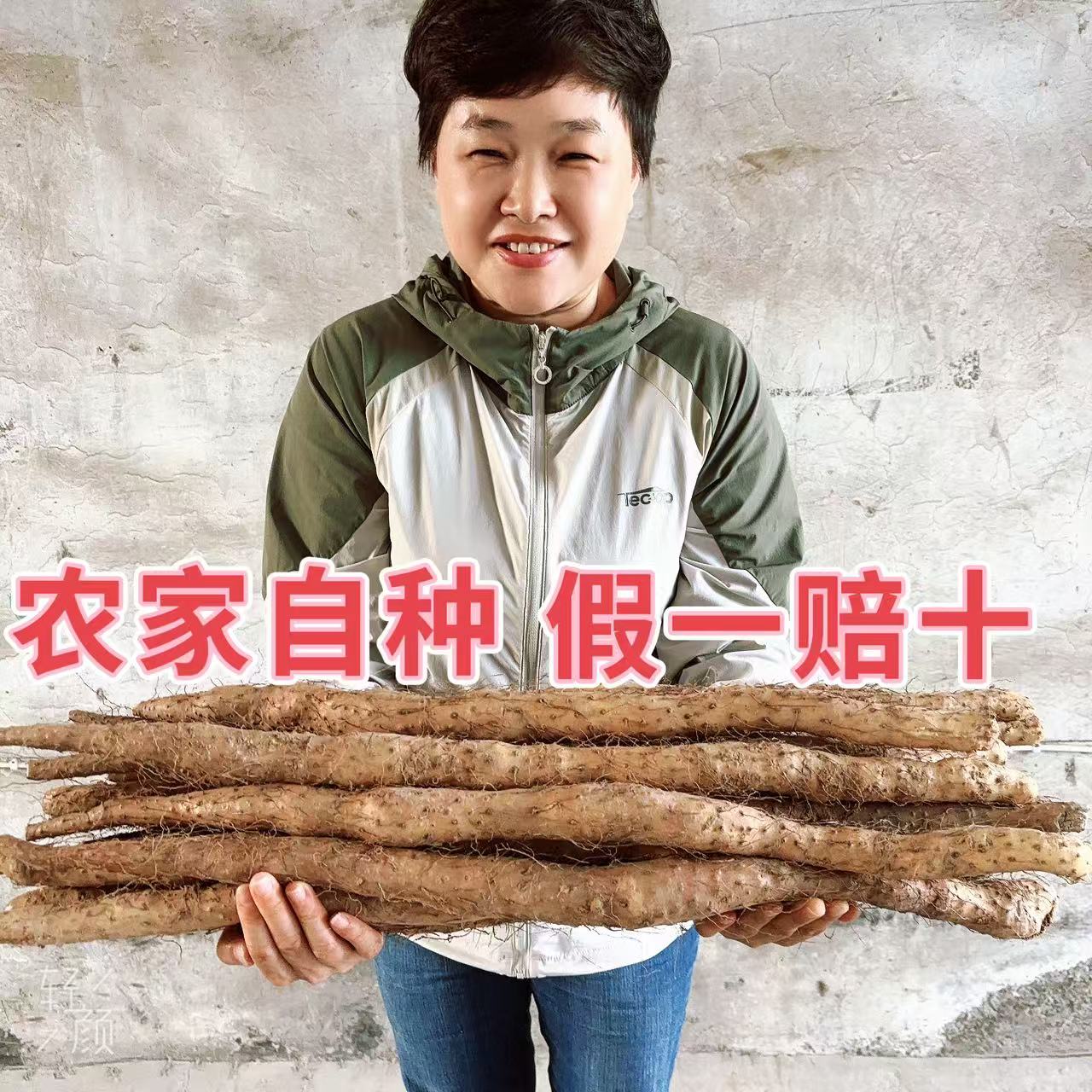 河南焦作温县特产 四大怀药之首 铁棍怀山药(长55cm)大果)
