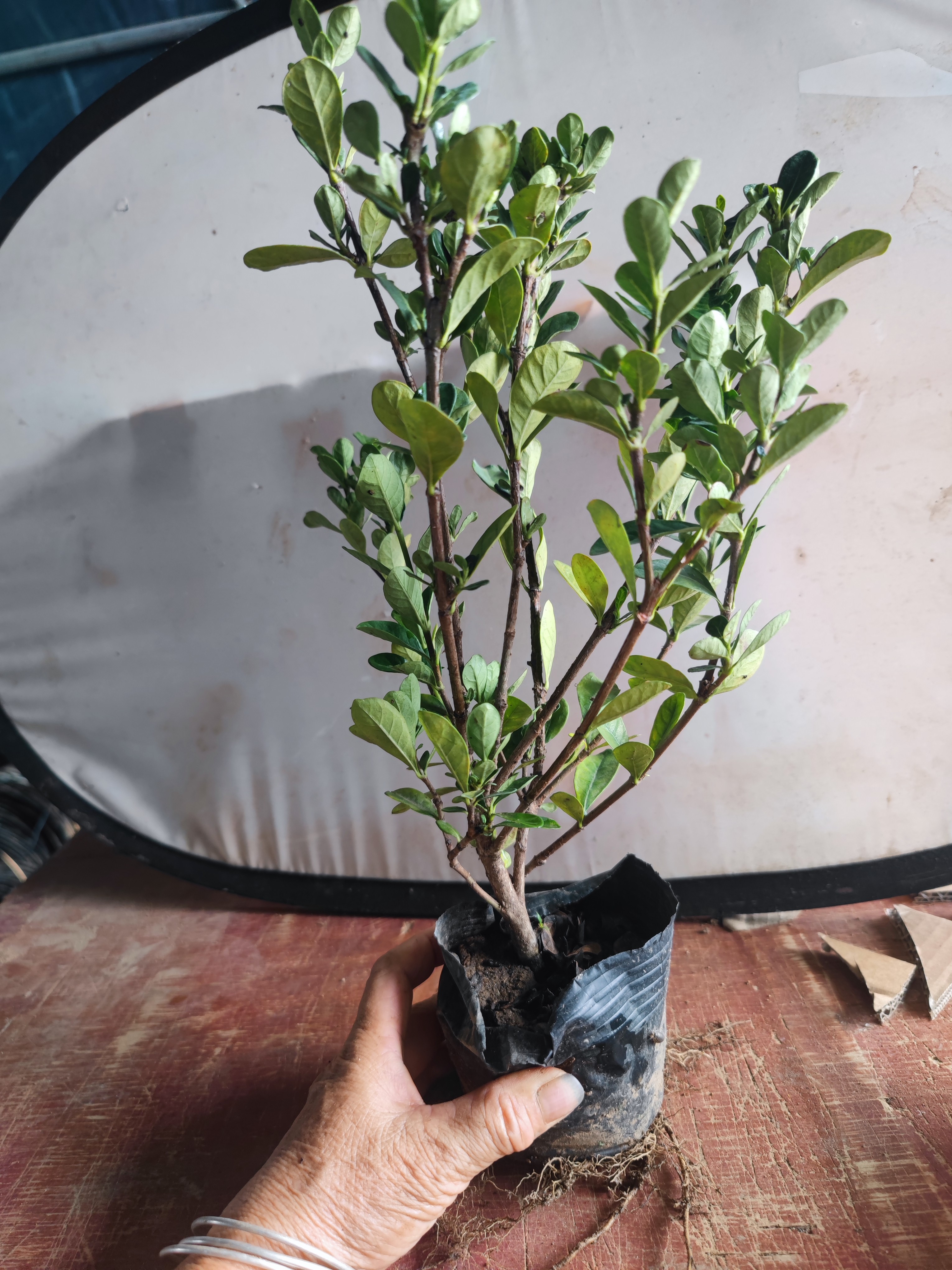 达摩栀子花盆栽室内净化空气四季常青阳台庭院绿植