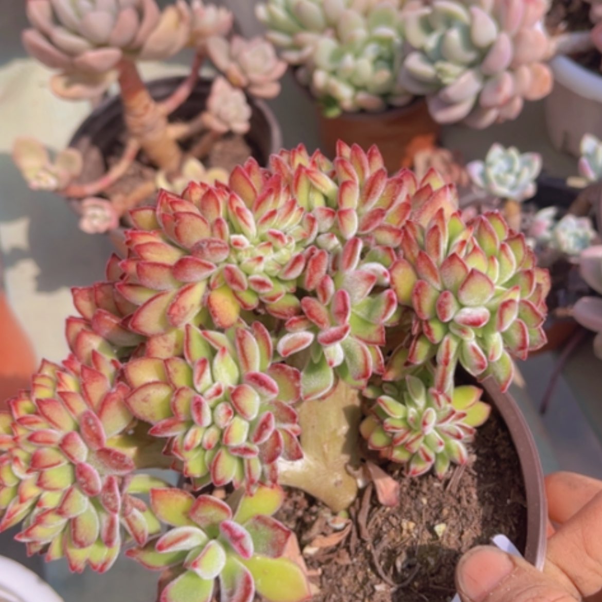 【闪购商品】红兔耳缀2206