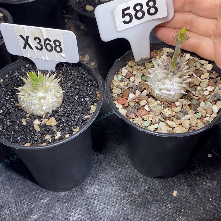 小*妍福利 2 颗大黑如图