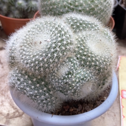 两盆白雪光仙人球40米