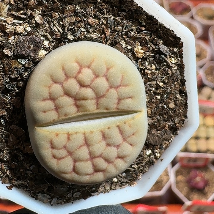 生石花11444。 253