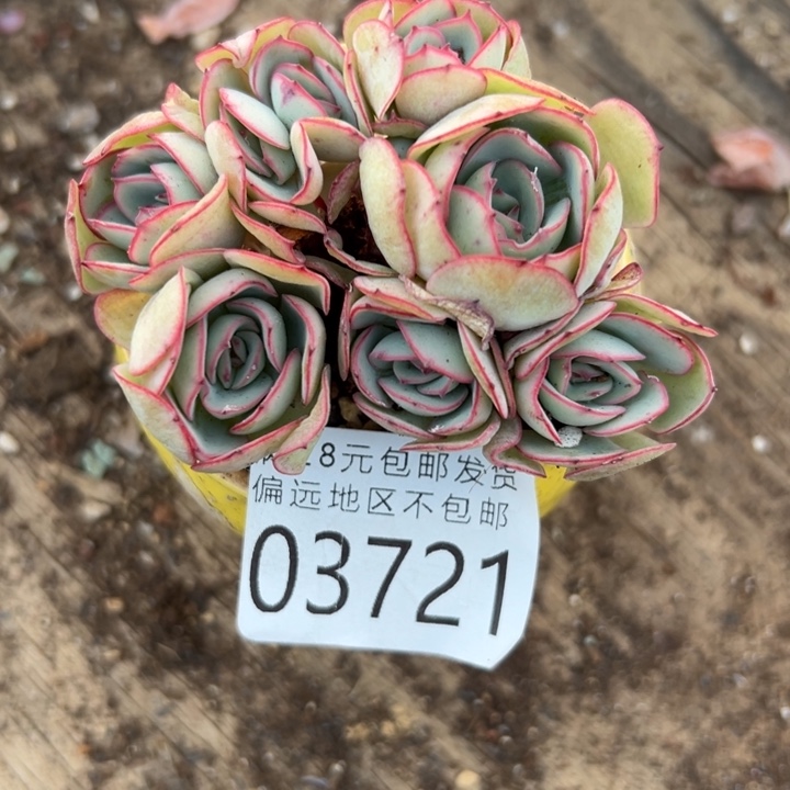 幸运儿是一位非常优秀