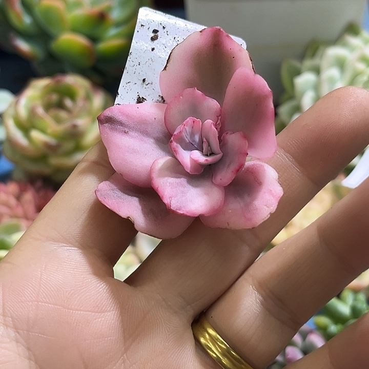 七***七290狂野男爵锦无根多肉