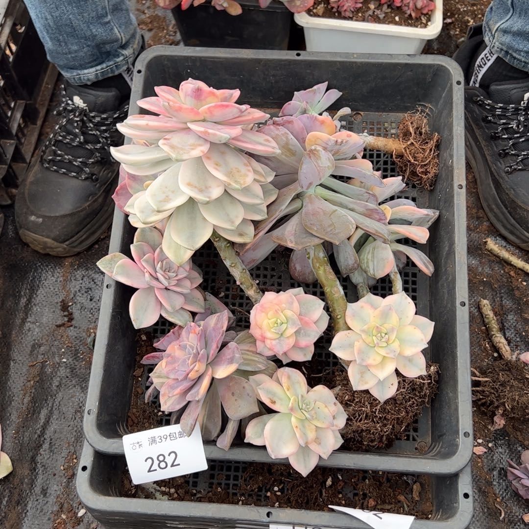 282紫乐锦老桩多肉