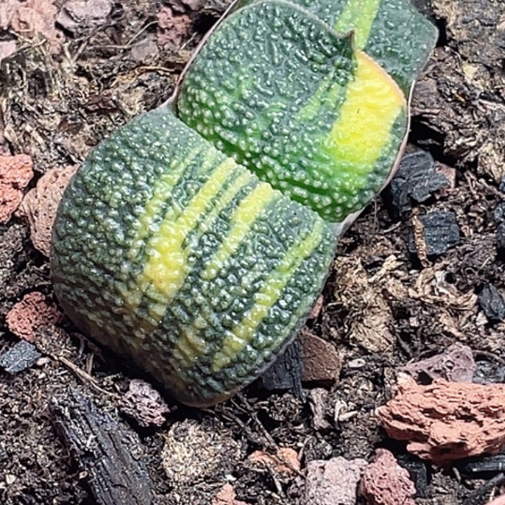 w***m客户专拍一物一拍