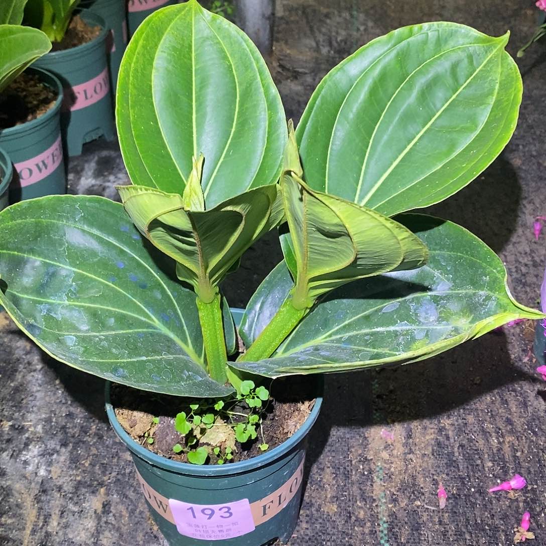 木本植物@****?木本花卉193