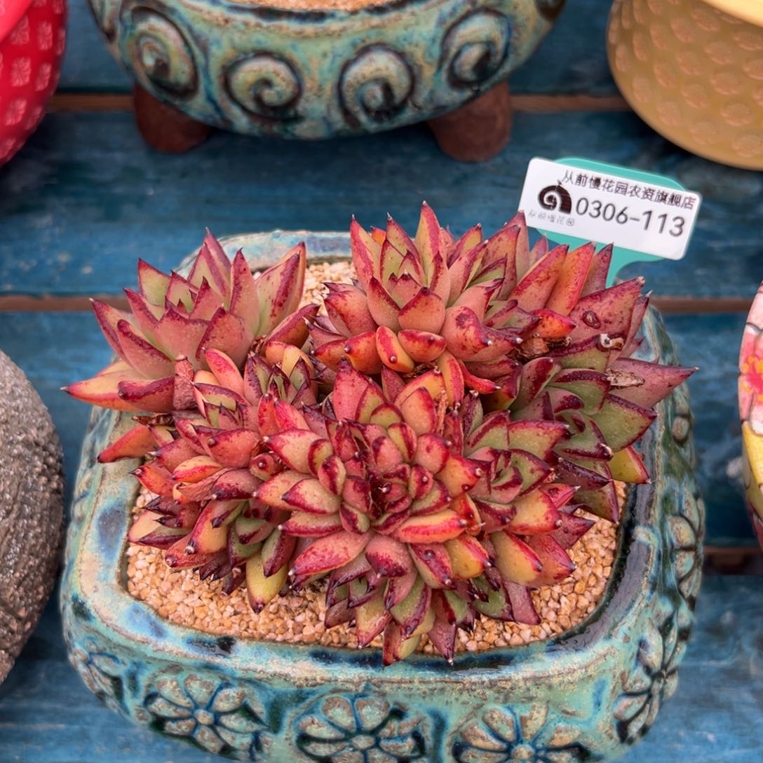  多肉一物一拍0306-113