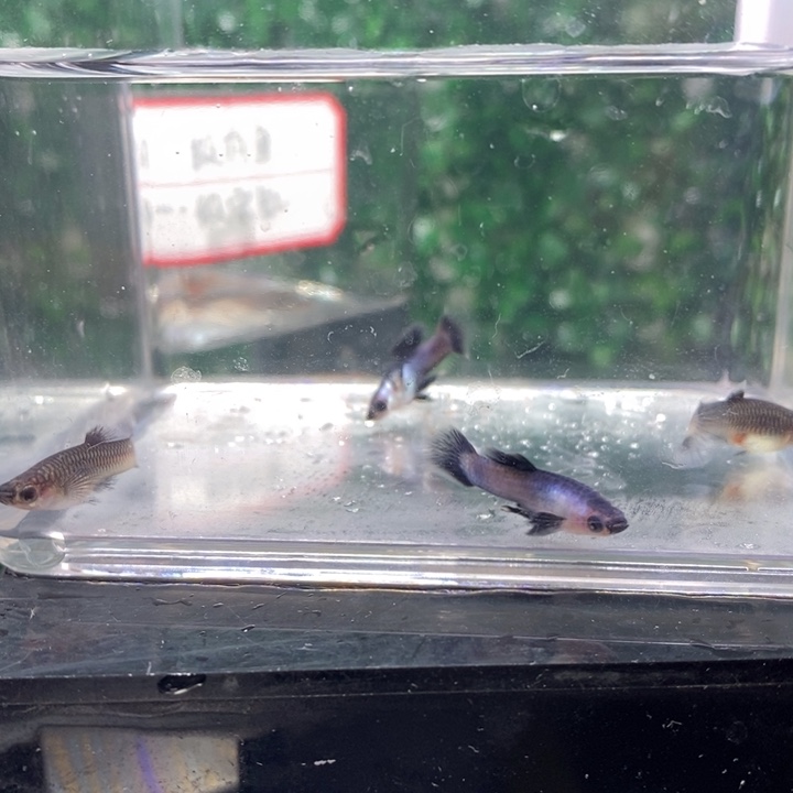 孔雀鱼一个人一天也要努力工作吧