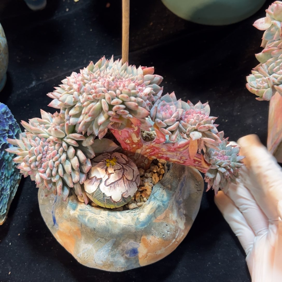 T****u新年快乐 新年快乐 新年快乐