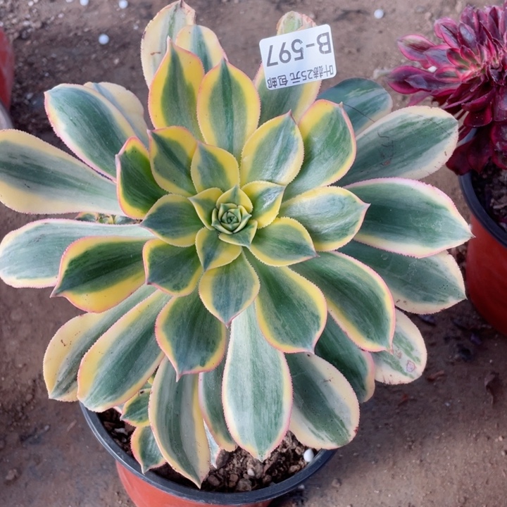 597灿烂多肉12345678