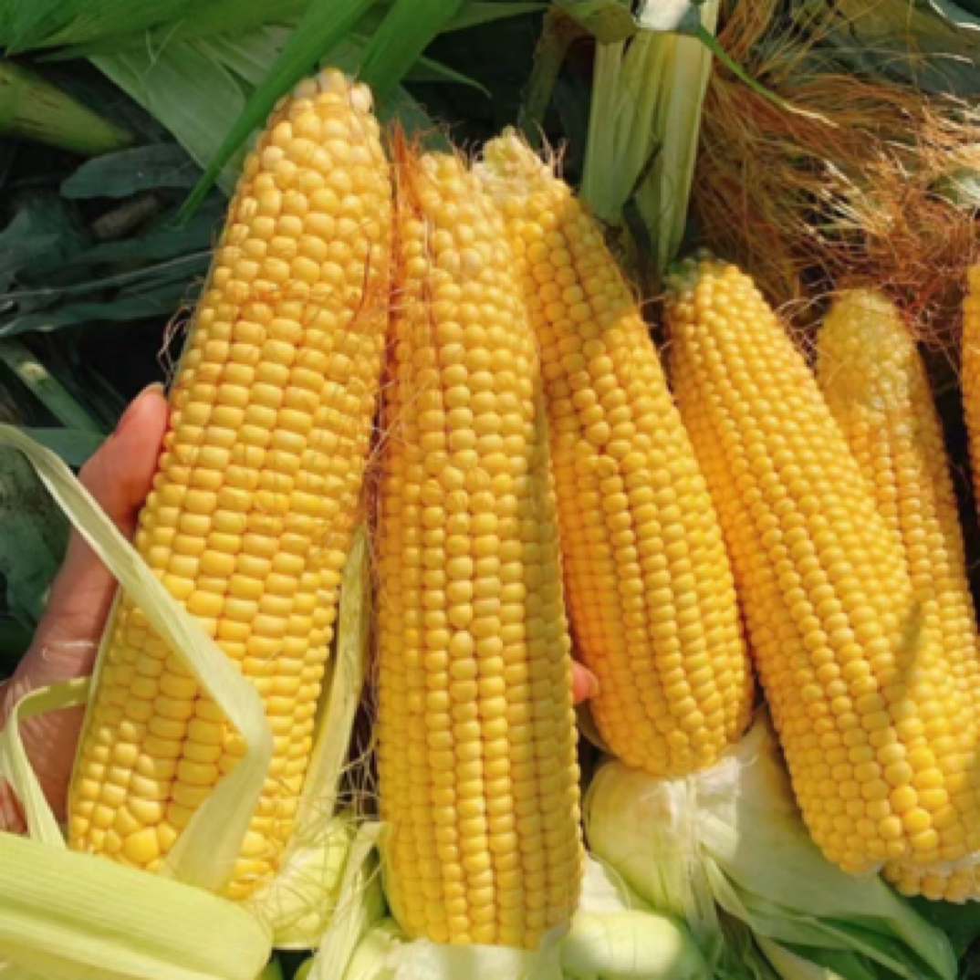 现掰现发 密云本地笨玉米 浓浓的玉米香（10根）北京市