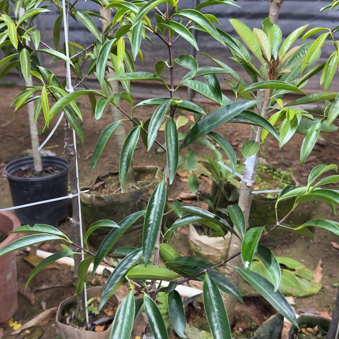 ****娃当前无花栽培后可以开花山竹