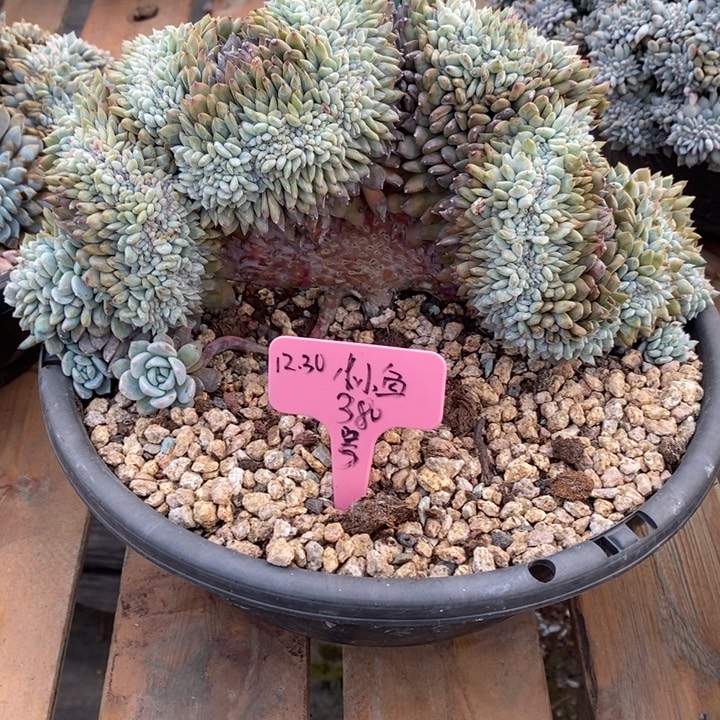 福多多花卉园艺星影