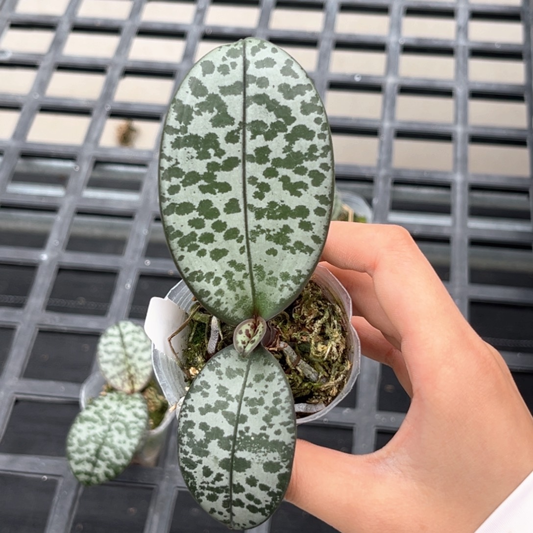 果****无花朵1.7寸m606苗